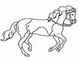 Cavalo Cima Trapezista Desenho Cavalos sketch template