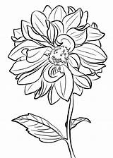 Dahlia Cactus Marguerite sketch template