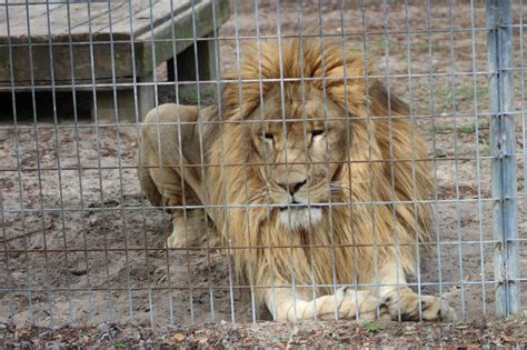 pros  cons  keeping wild animals  captivity