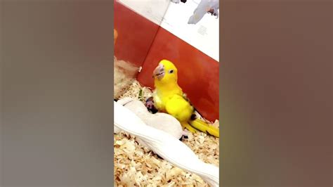 playful golden conure jumping  youtube