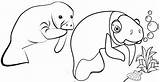 Coloring Pages Manatee Manatees Baby Cute Two Children sketch template