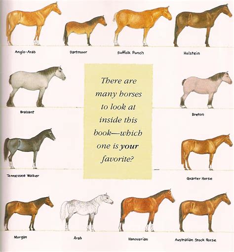 diffrebt breeds  colors  horses horsesforever wiki fandom