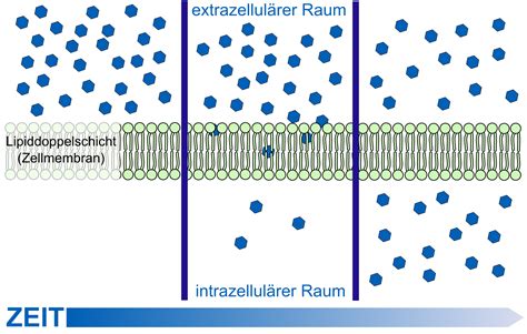 filescheme simple diffusion  cell membrane depng