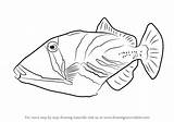 Triggerfish Coloring Draw Drawing Lagoon Pages Fish Step Fishes Tutorial Printable Tutorials sketch template