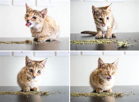 this photographer takes photos of cats high on catnip 19