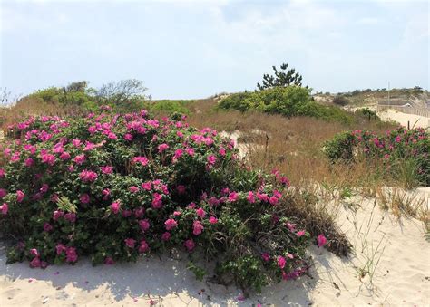 beach june beach roses
