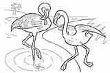 Flamencos Ausmalbilder Flamingos Im sketch template
