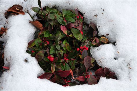 inspiratie  winterharde planten tuinieren seasons