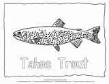 Coloring Tahoe Pages Lake Colouring Trout Fish Forelle Zum Animal Designlooter Animals Color Sheets 56kb 612px Sheet Adult Fischen Ausmalbilder sketch template