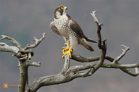bestellen wanderfalke weibchen falco peregrinus  freier wildbahn