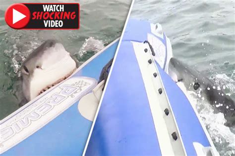 shark attack terrifying moment predator sinks teeth into divers boat daily star