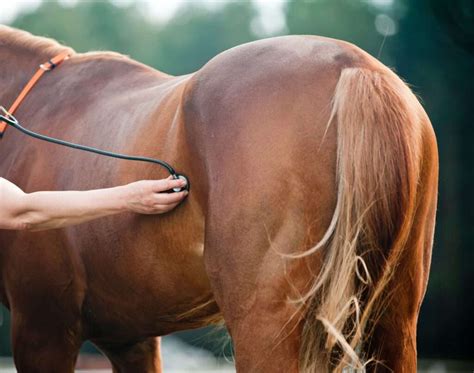 tackling heaves   manage horses  heaves smarter horse