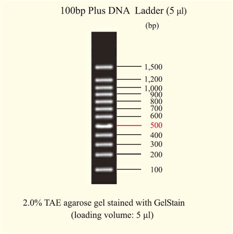 100bp Plus Dna Ladder Free Download Nude Photo Gallery
