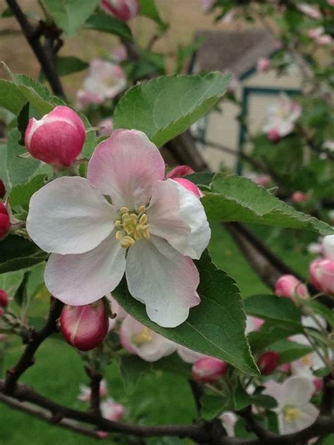 apple tree blossoms fruit