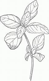 Botanical Coloring Pluspng sketch template