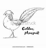 Pheasant Golden Coloring Designlooter Lettering Isolated Handwritten Drawn Bird Words Graphic Hand Background Set sketch template