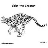 Mammals Cheetah Coloring Category Nature sketch template