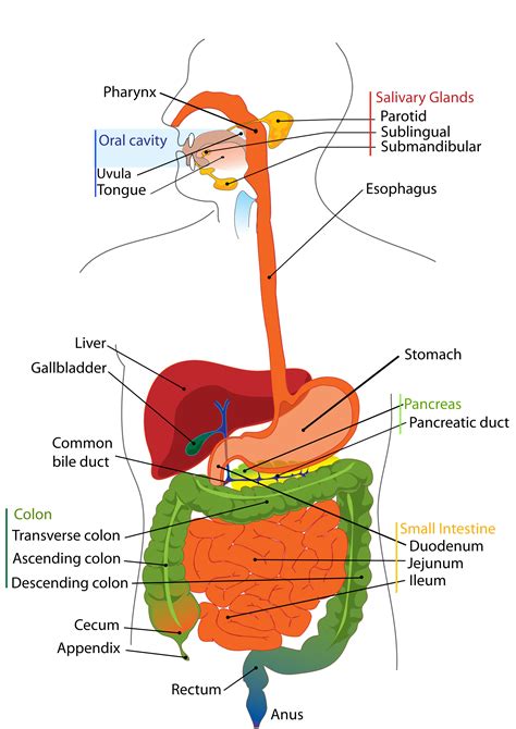 digestive system structure  digestive system
