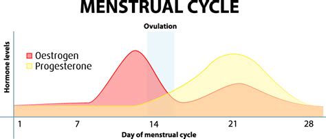 how the menstrual cycle affects your body some eating tips for