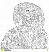 Mandala Zentangle Macaw Parrot Stylized sketch template
