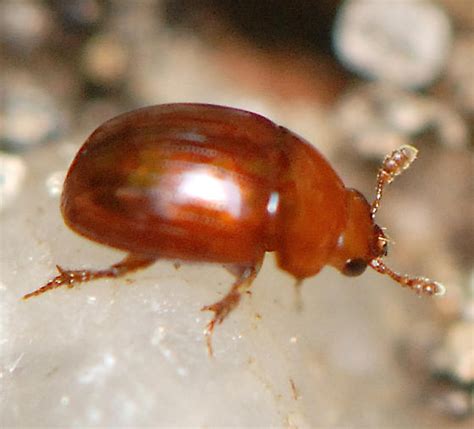tiny reddish brown beetle bugguidenet
