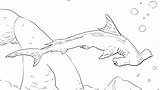 Shark Coloring Thresher Pages Getdrawings sketch template