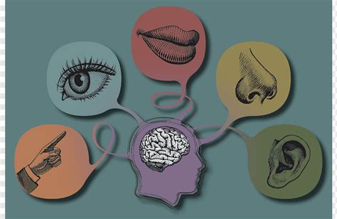human brain the five senses world taste visual perception 5 senses