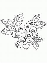 Jagoda Bush Kolorowanki Fruit Blueberries Dzieci sketch template
