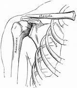 Shoulder Bones Anatomy Arm Clipart Hand Shoulders Clip Coloring Pages Drawings Sketch Body Template Etc System Usf Edu Medium Original sketch template