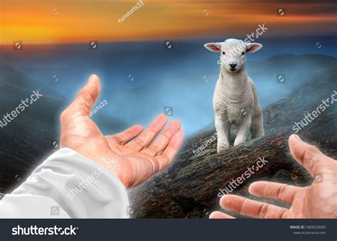 imagenes de jesus  sheep imagenes fotos  vectores de stock shutterstock