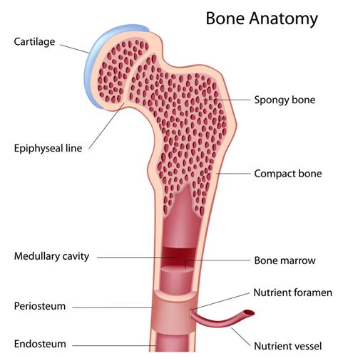 cortical bone  pictures
