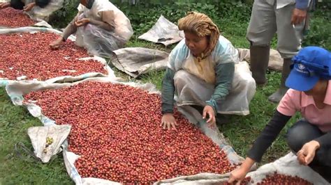 Coffee Sorting Plantation Sulawesi Youtube