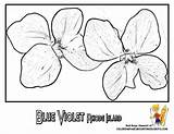 Coloring Flower Rhode Island State Blue Flowers Violet Drawing Yescoloring Pages Violets Roses Red Getdrawings Popular sketch template