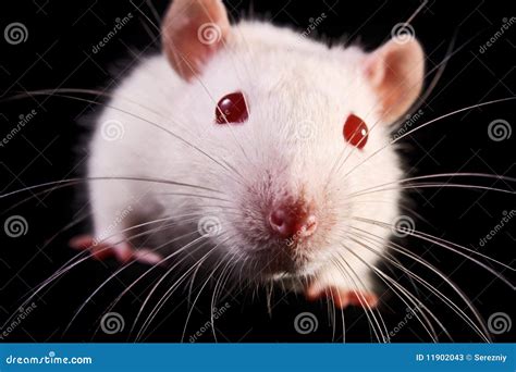 mouse stock image image  background face cute mouse