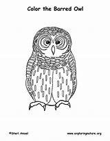 Owl Barred Coloring Exploringnature sketch template