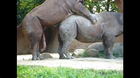 female rhino vagina