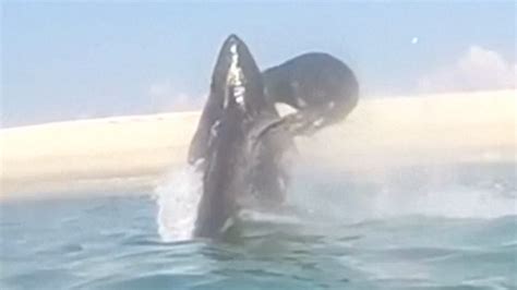 Great White Shark Vs Seal Spectacular Video Captures Mid Air Battle