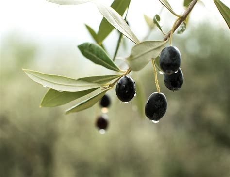 grow  olive tree jimsmowingcomau
