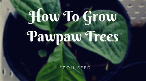 grow pawpaw trees  seed misfit gardening