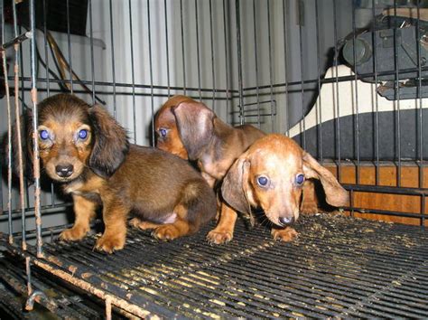 Daschund Puppies For Sale Adoption From Cebu Mandaue