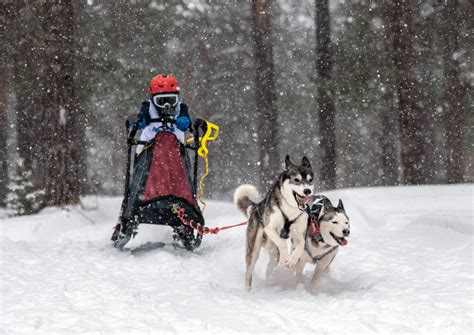 weight   sled dog pull solved sporty dog