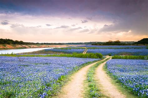 texas bluebonnet trail  flower field wildflowers hill etsy