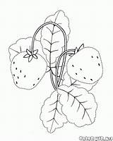 Fragola Erdbeere Malvorlagen Colorkid Jagody Baies Giardino Garten Fraise Morango Kolorowanki Beeren Bagas Bacche Bayas Coloriages Ogród Truskawki Strawberry Fresa sketch template