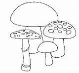 Funghi Colorir Cogumelos Setas Bolets Dibuix Champignons Colorier Coloriage Stampare Imprimir Dibuixos Aa Bosco Acolore Coloritou sketch template