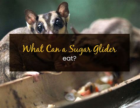 sugar glider eat  pet corner