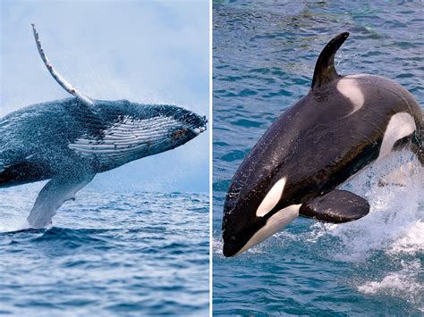 orcas filmed terrorizing humpback whales  battle  washington coast