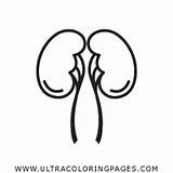 Urinary Kidney Organs sketch template