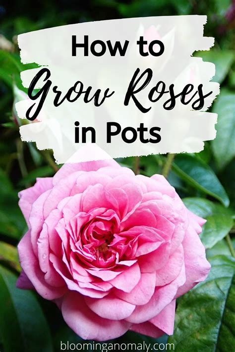 grow roses  pots growing roses rose rose care