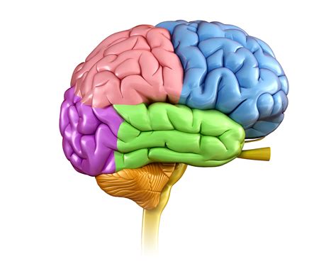 label parts   brain pensandpieces