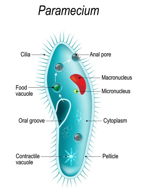 Nutrition In Amoeba And Paramecium — Lesson Science Cbse Class 10